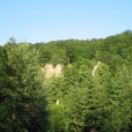 Ліс біля Рушірського водоспаду