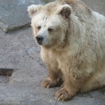 Ведмідь бурий (білокігтевий) тяньшанський
