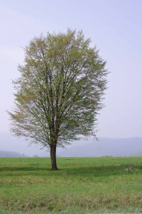 Одиноке дерево